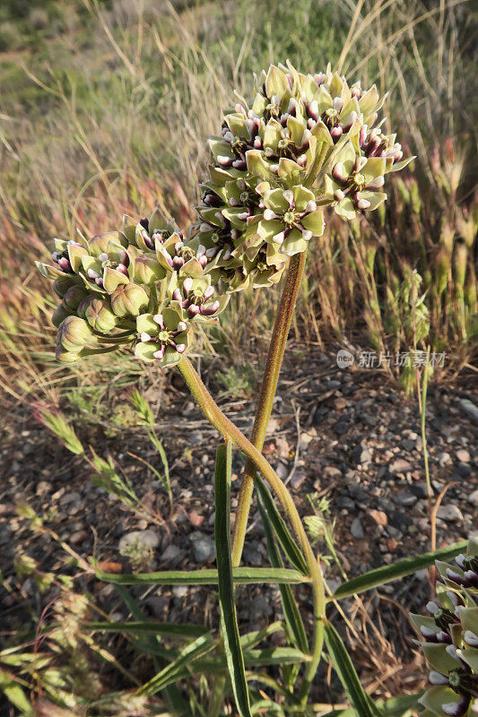 蜘蛛乳草Asclepias asperula花盛开